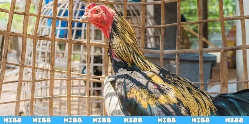 Giới thiệu đôi nét về phương pháp vần gà chọi non