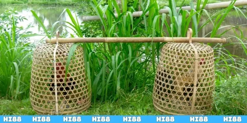 Tại sao nên áp dụng cách vần gà chọi non?