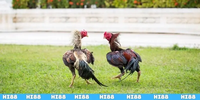 Cách Vần Gà Chọi Non Đúng Kỹ Thuật Và Hiệu Quả Cho Sư Kê