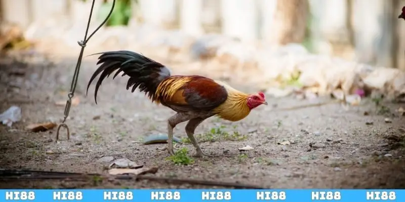 Kỹ thuật đổ gà theo từng giai đoạn