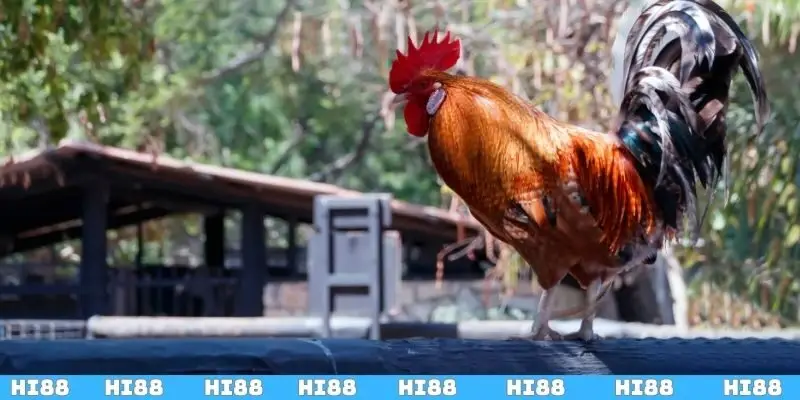 Những kỹ thuật đổ gà đá thực tiễn