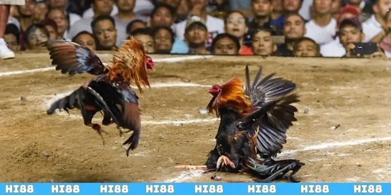 4 bước tham gia cược chọi gà tại Hi88 cho tân binh